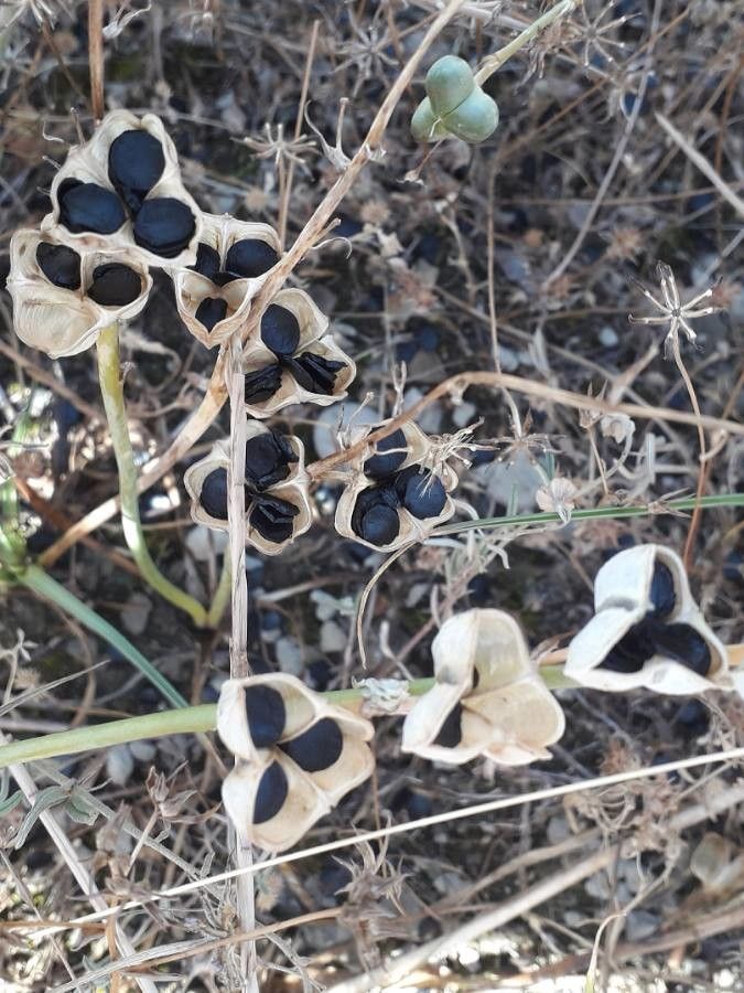 Dipcadi serotinum fruit