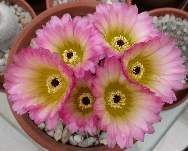 Parodia mueller-melchersii flower