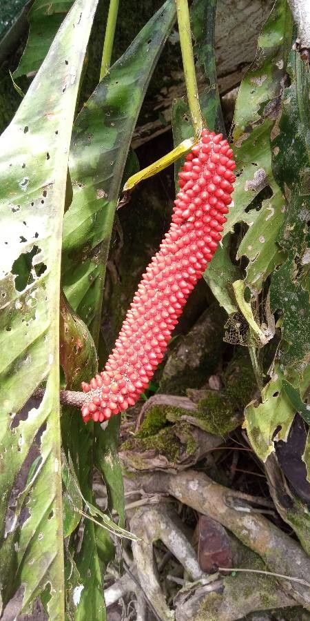 Anthurium upalaense flower