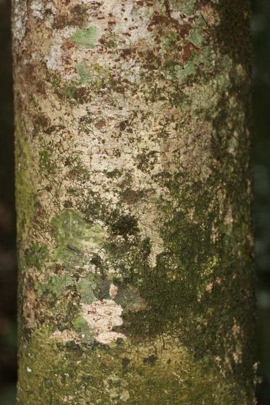 Parkia reticulata bark