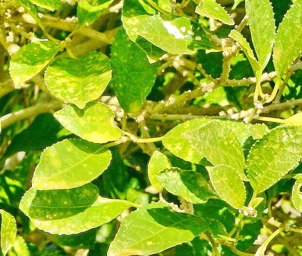 Melicytus ramiflorus — search result for 'Violaceae'