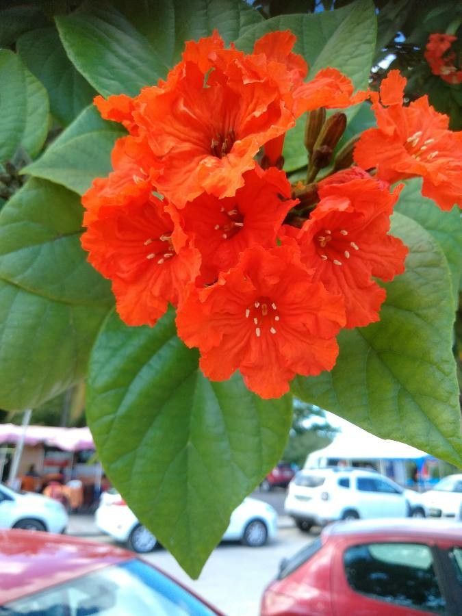 Cordia sebestena flower