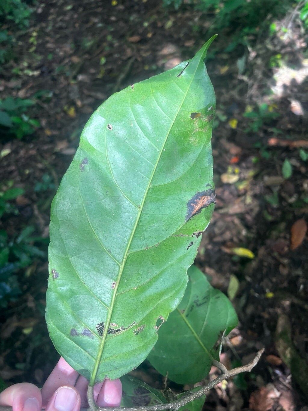 Homalium henriquesii leaf