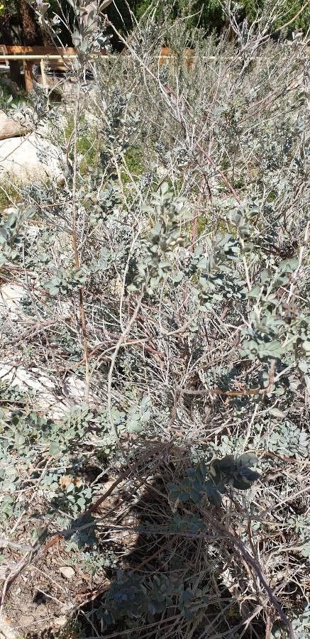 Indigofera articulata — houseplant care guide