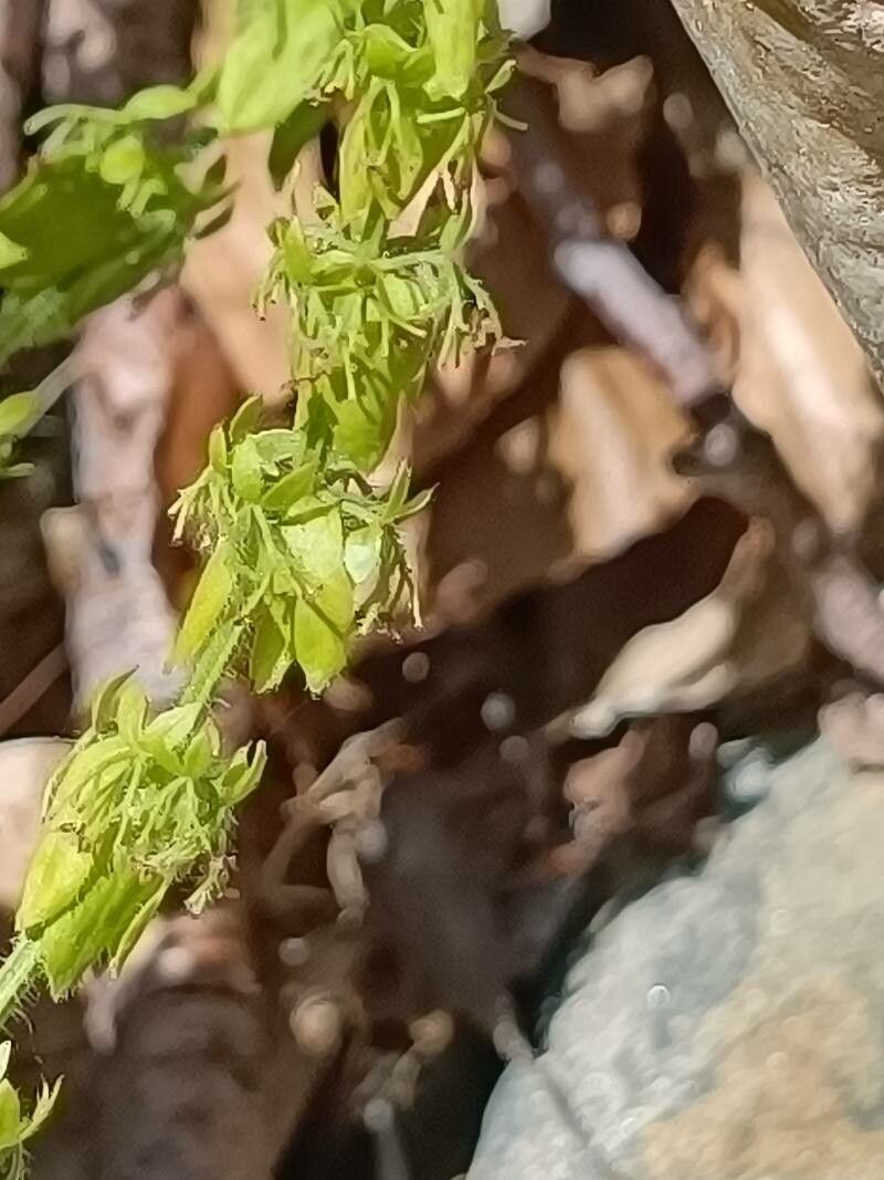 Cruciata pedemontana flower
