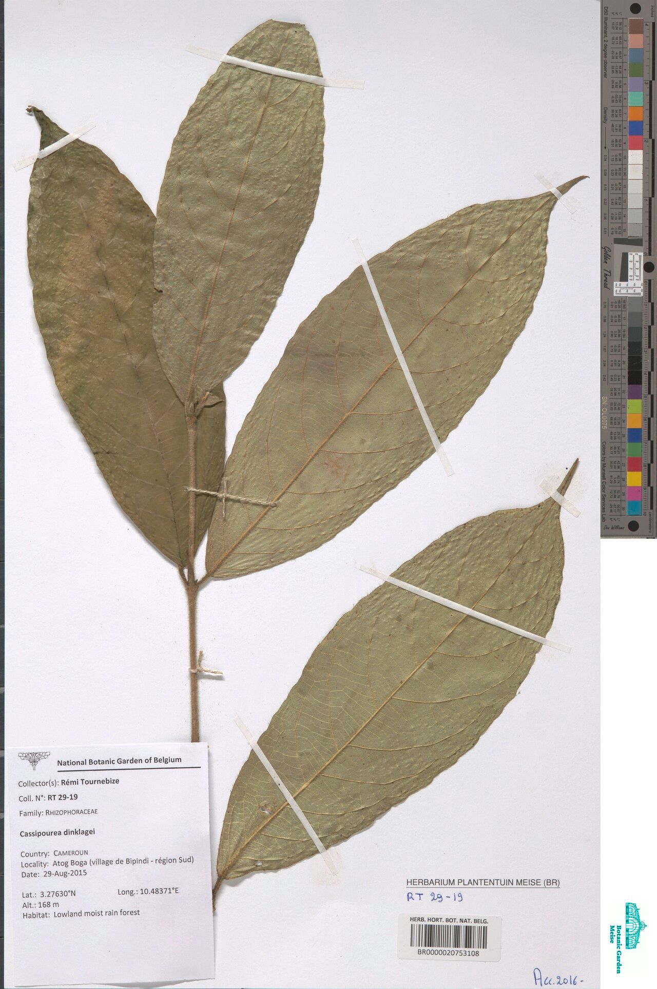 Cassipourea dinklagei — search result for 'Cassipourea'