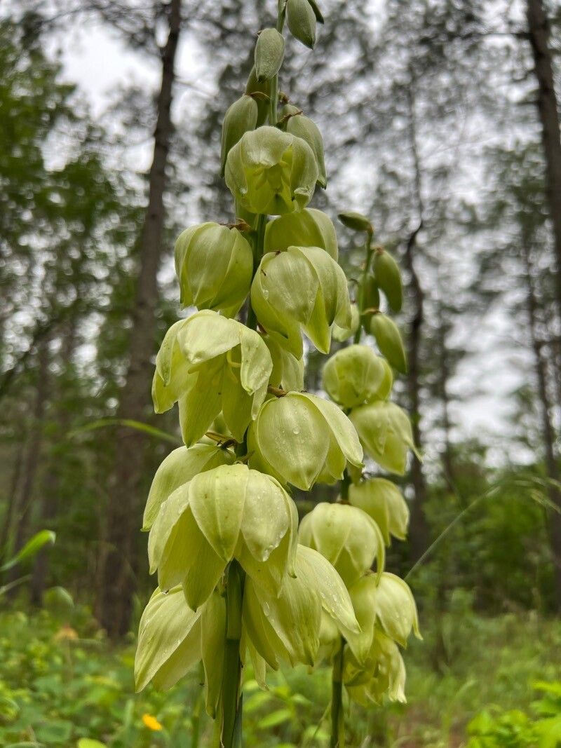 Yucca arkansana flower