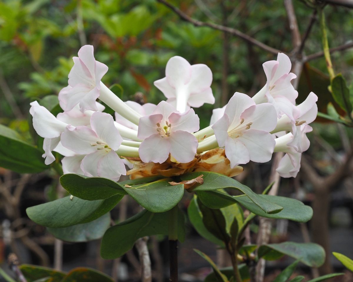 Rhododendron pleianthum — houseplant care guide