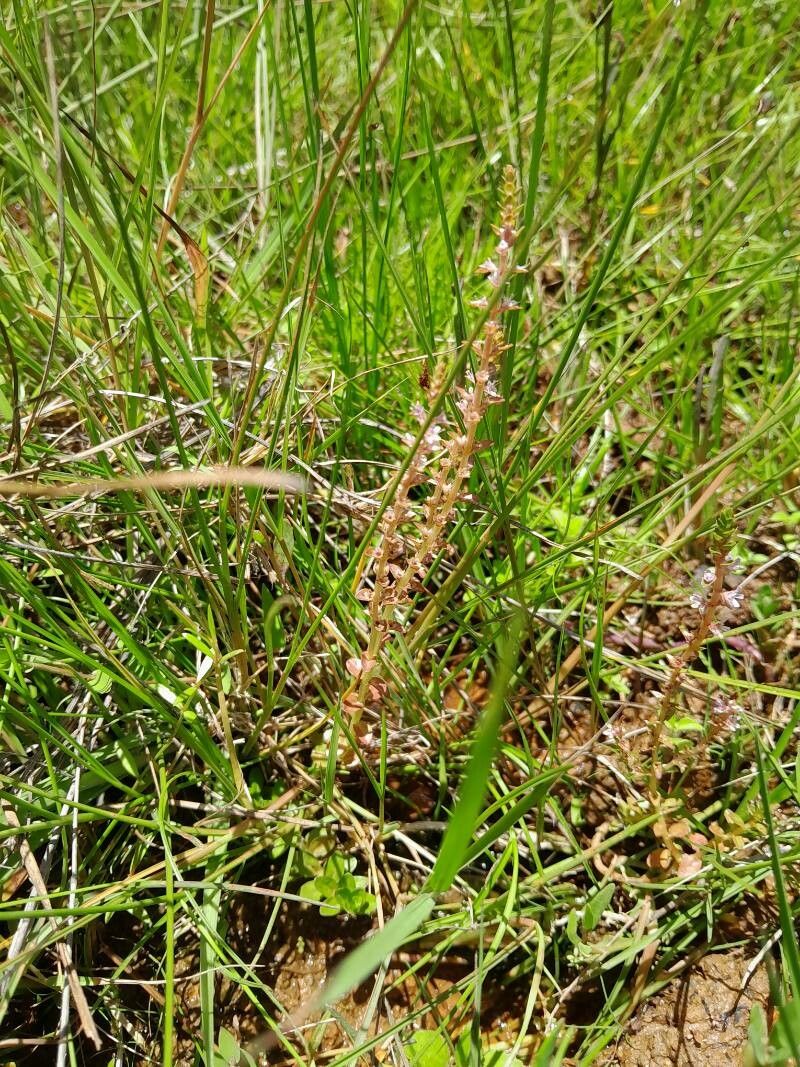 Lysimachia rubricaulis habit