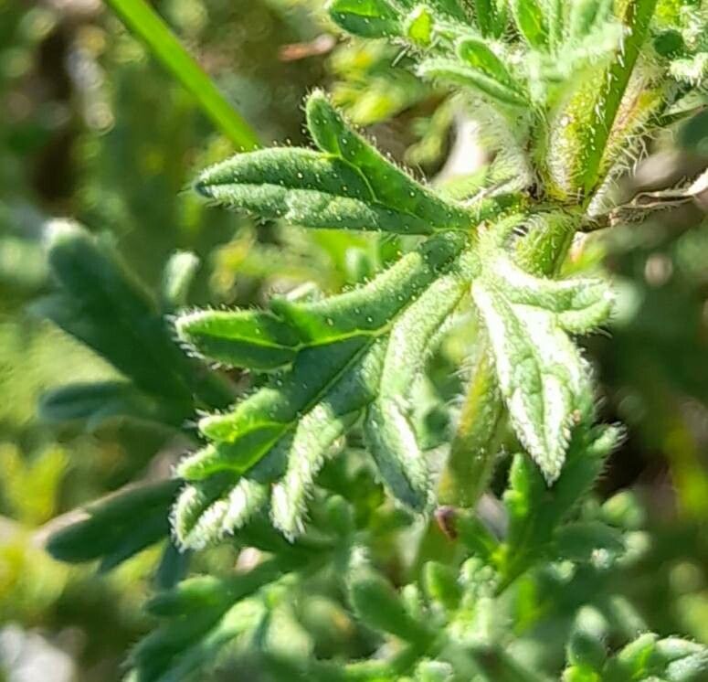 Verbena santiaguensis — houseplant care guide