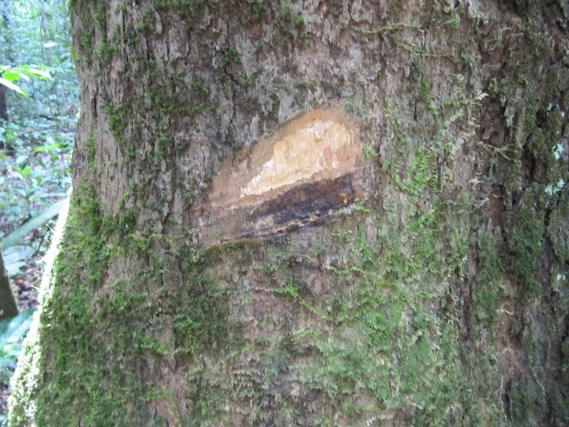 Platonia insignis other