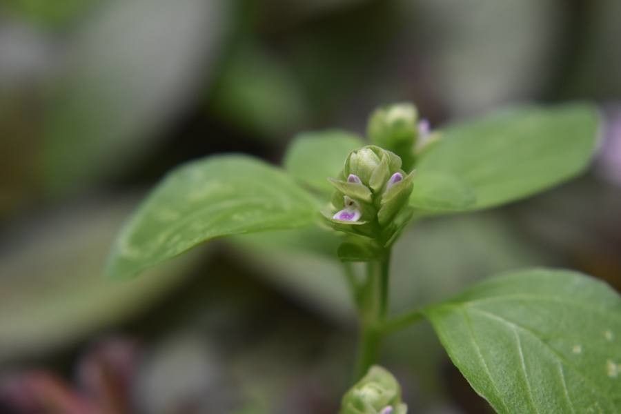 Justicia tenella — search result for 'Justicia'