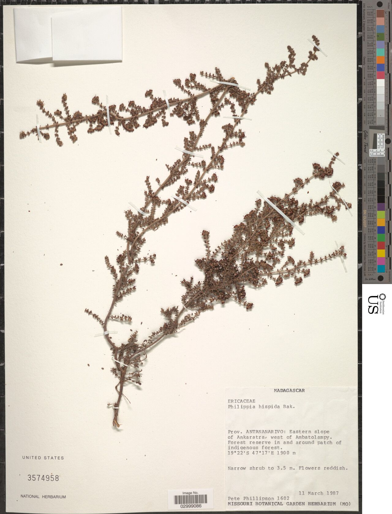 Erica perhispida — search result for 'Erica'