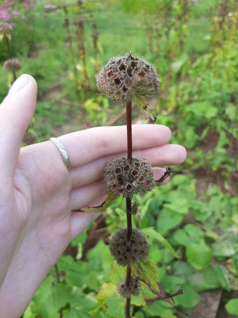 Phlomis tuberosa fruit
