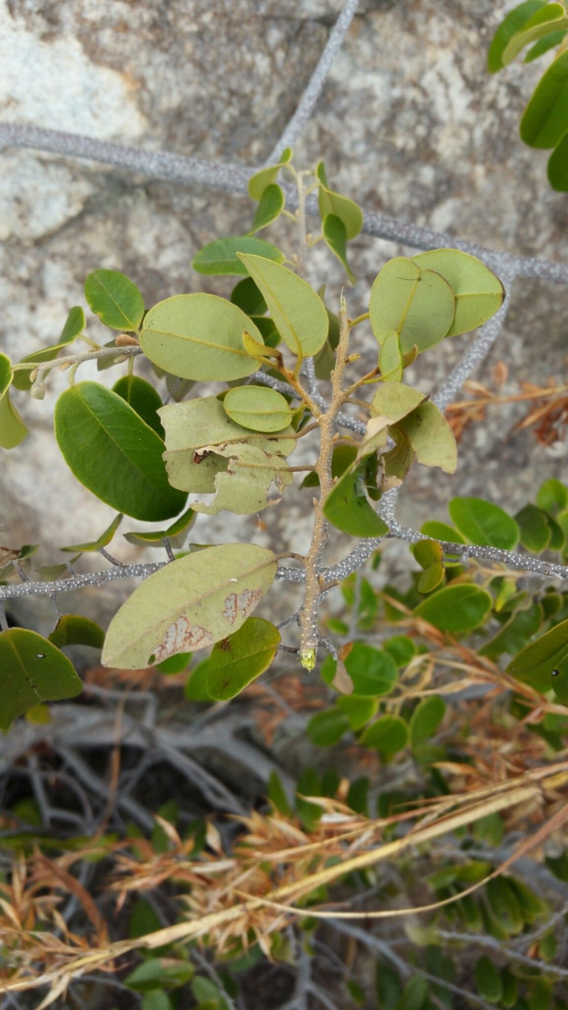 Uvaria marenteria leaf