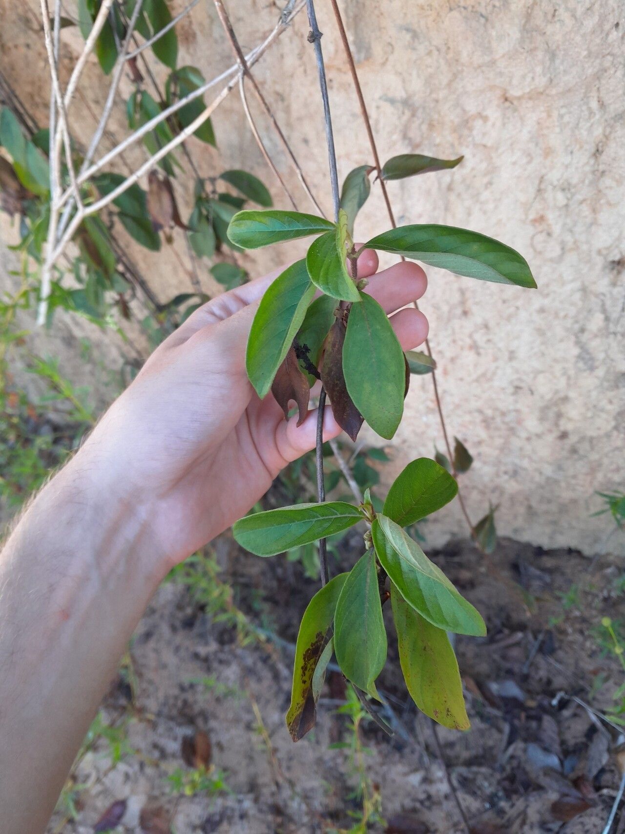 Sabicea aspera leaf