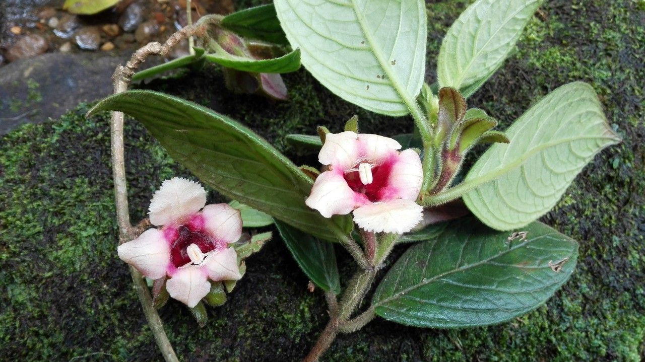 Drymonia alloplectoides flower