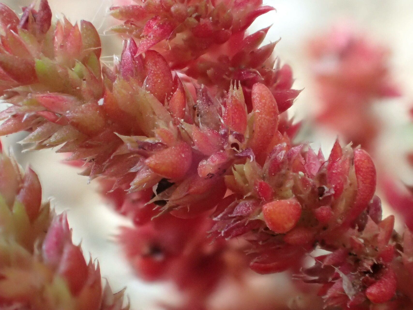 Crassula tillaea flower