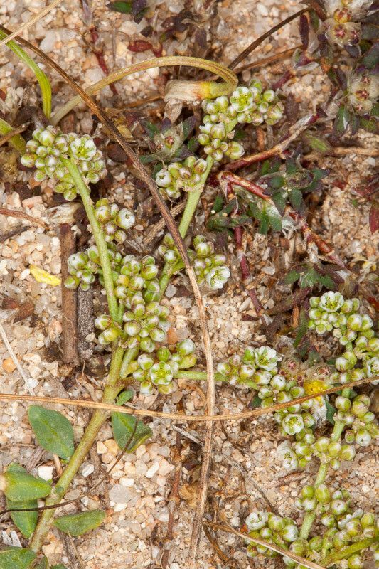 Corrigiola telephiifolia flower