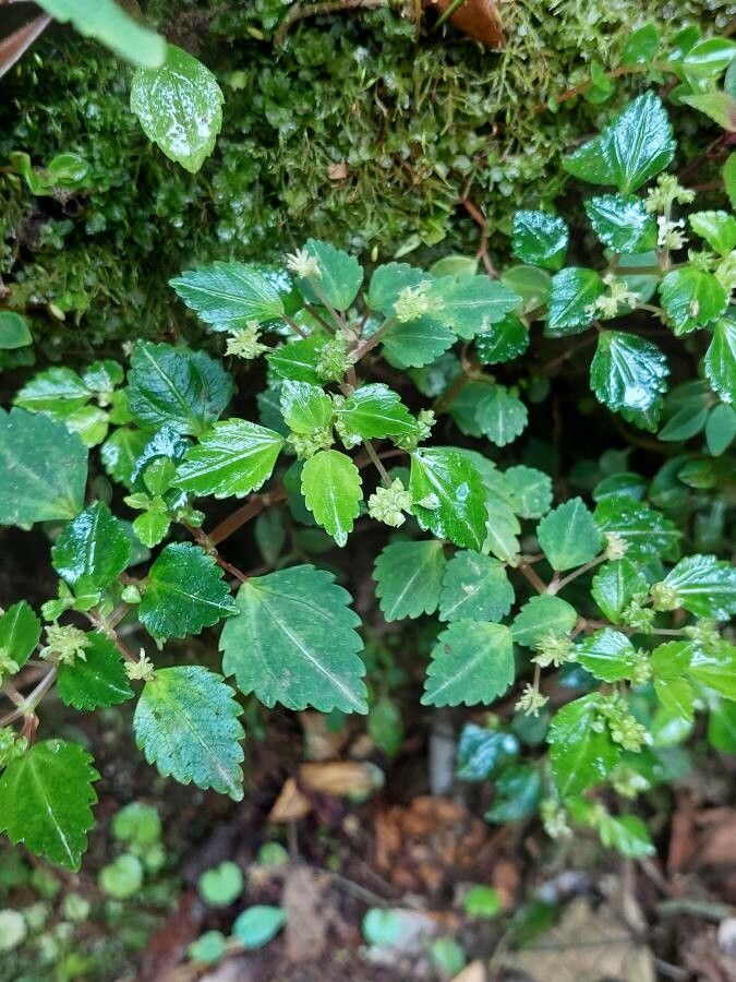 Pilea auriculata leaf