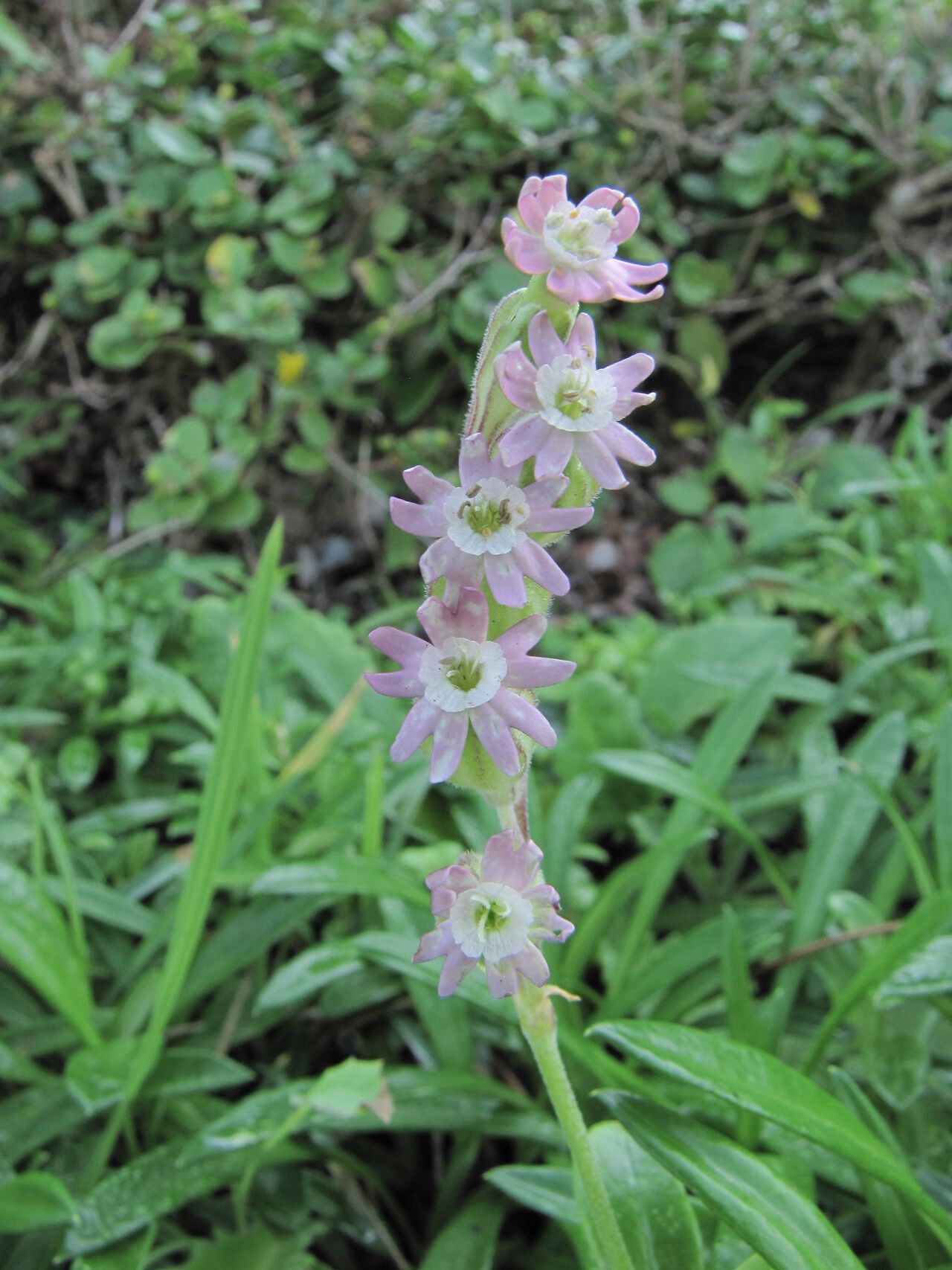 Silene burchellii — houseplant care guide