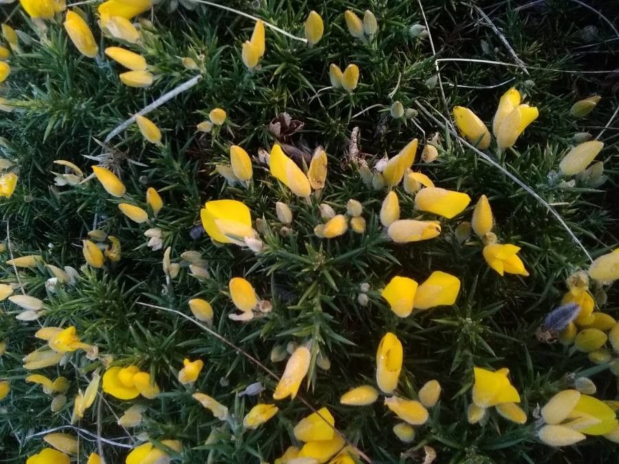 Ulex gallii flower