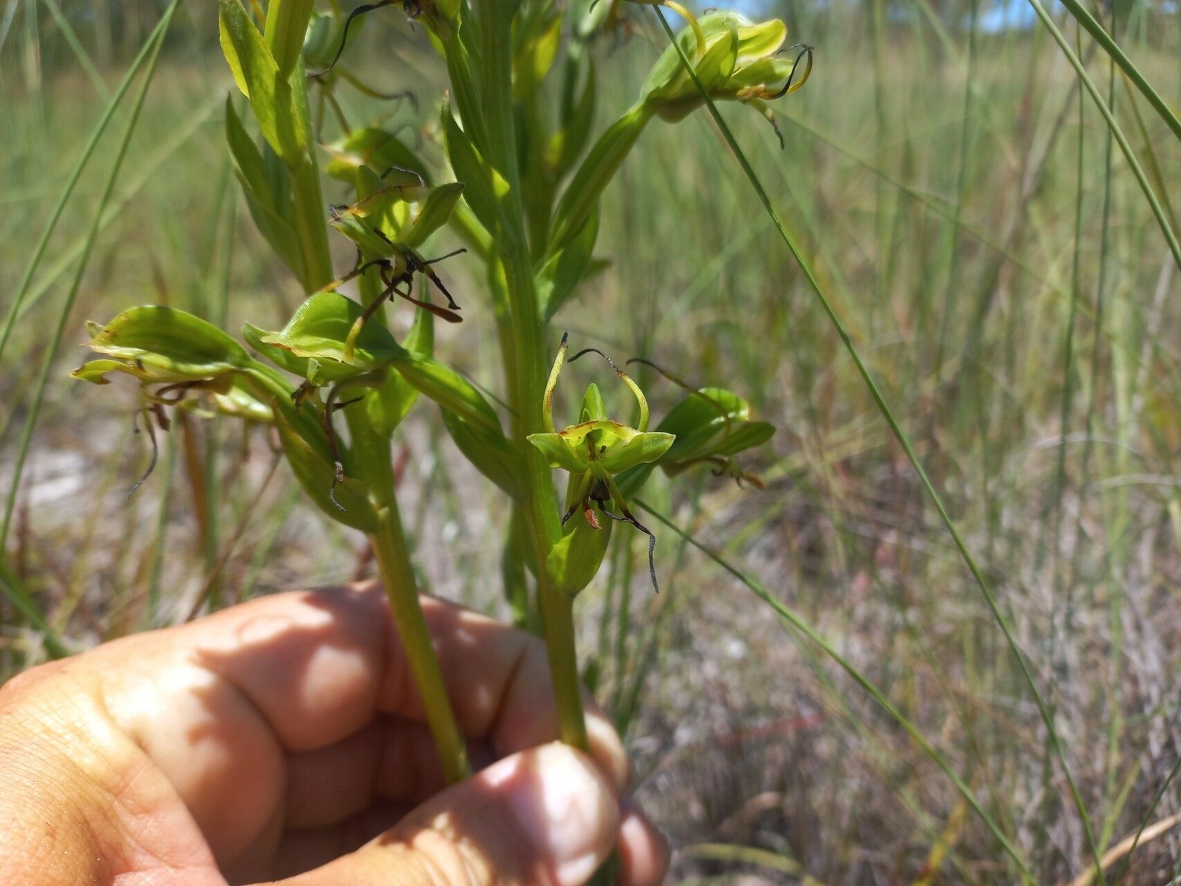 Habenaria tentaculigera flower