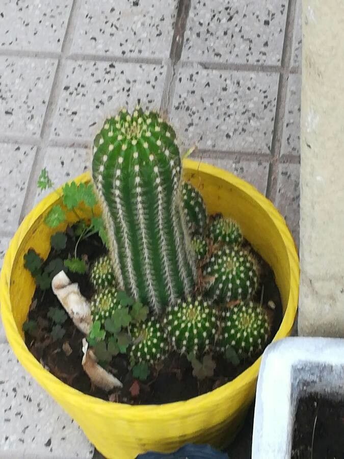 Echinopsis schickendantzii leaf