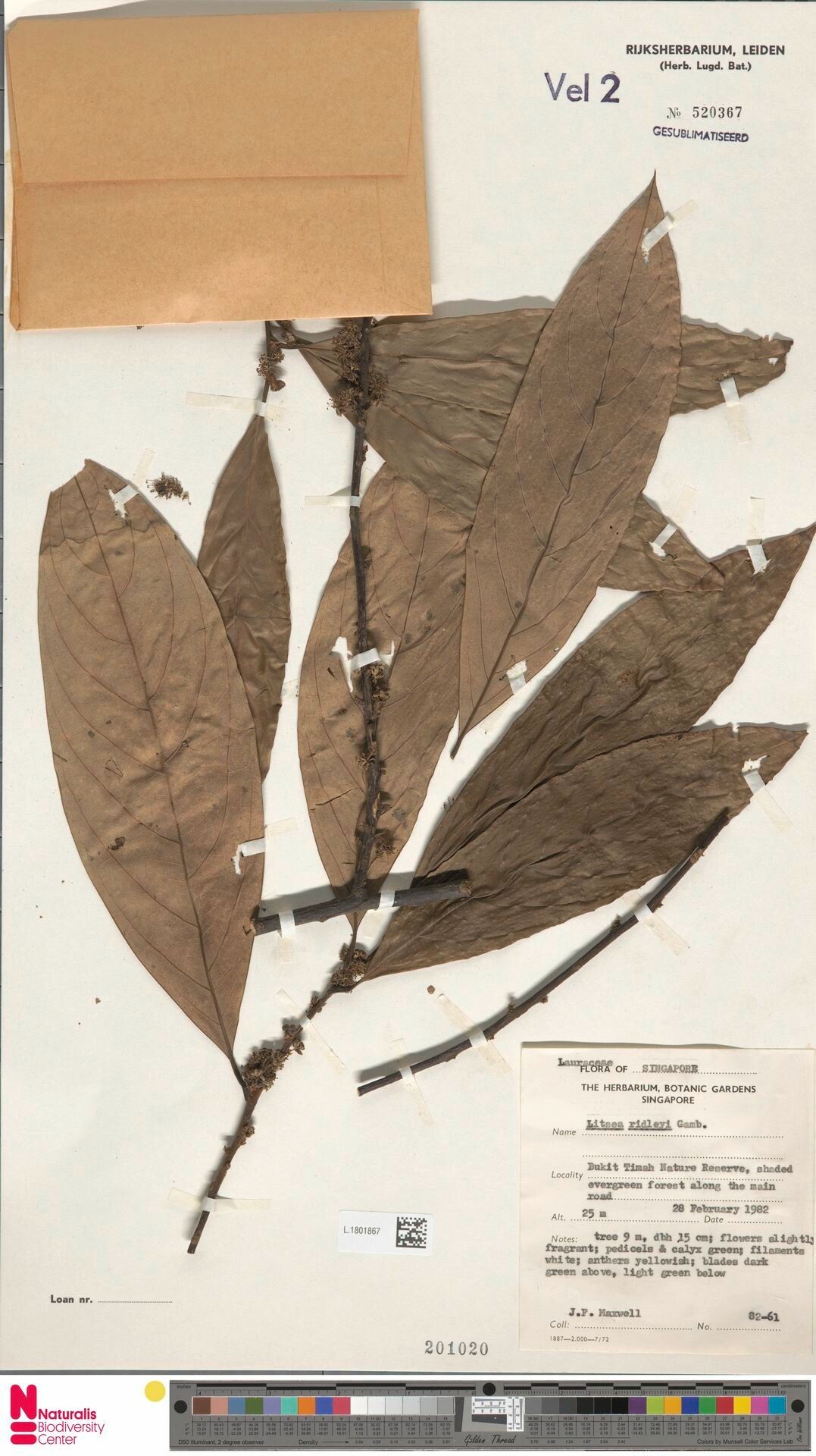 Litsea ridleyi — search result for 'Litsea'