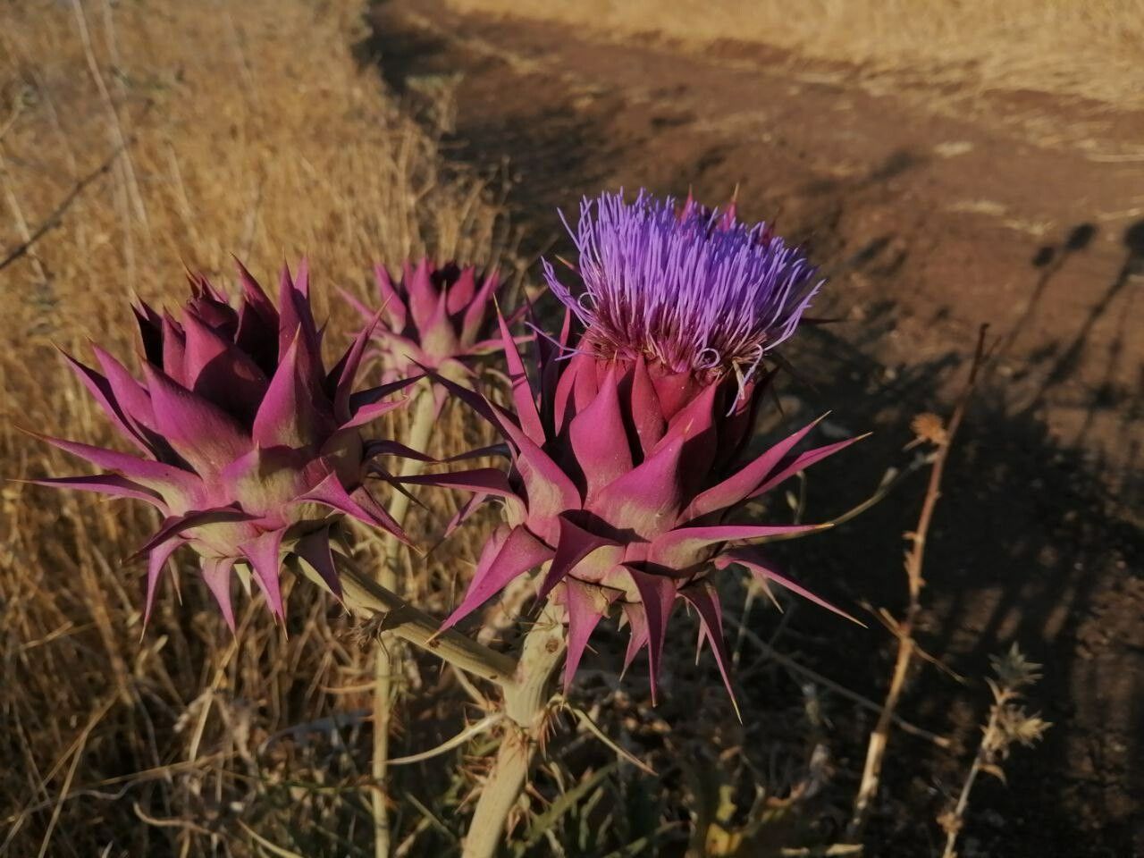 Cynara syriaca flower