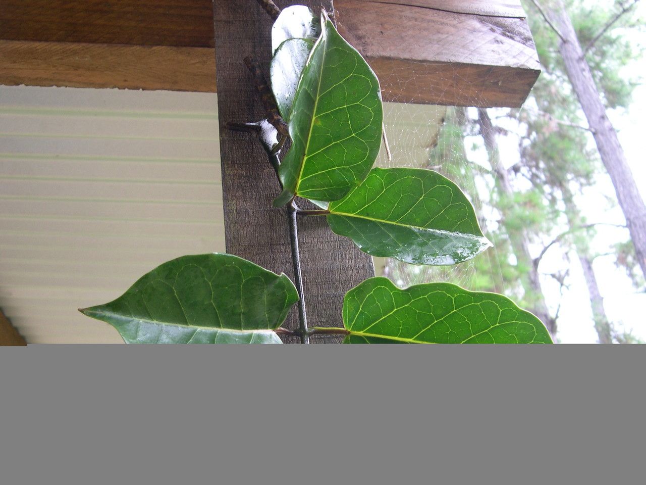 Marsdenia speciosa other