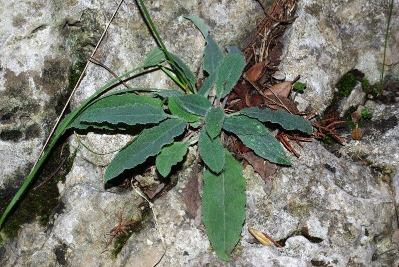 Hieracium stelligerum habit
