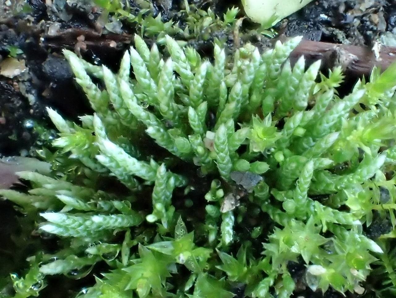 Bryum argenteum habit