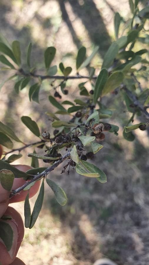 Schinus polygama fruit