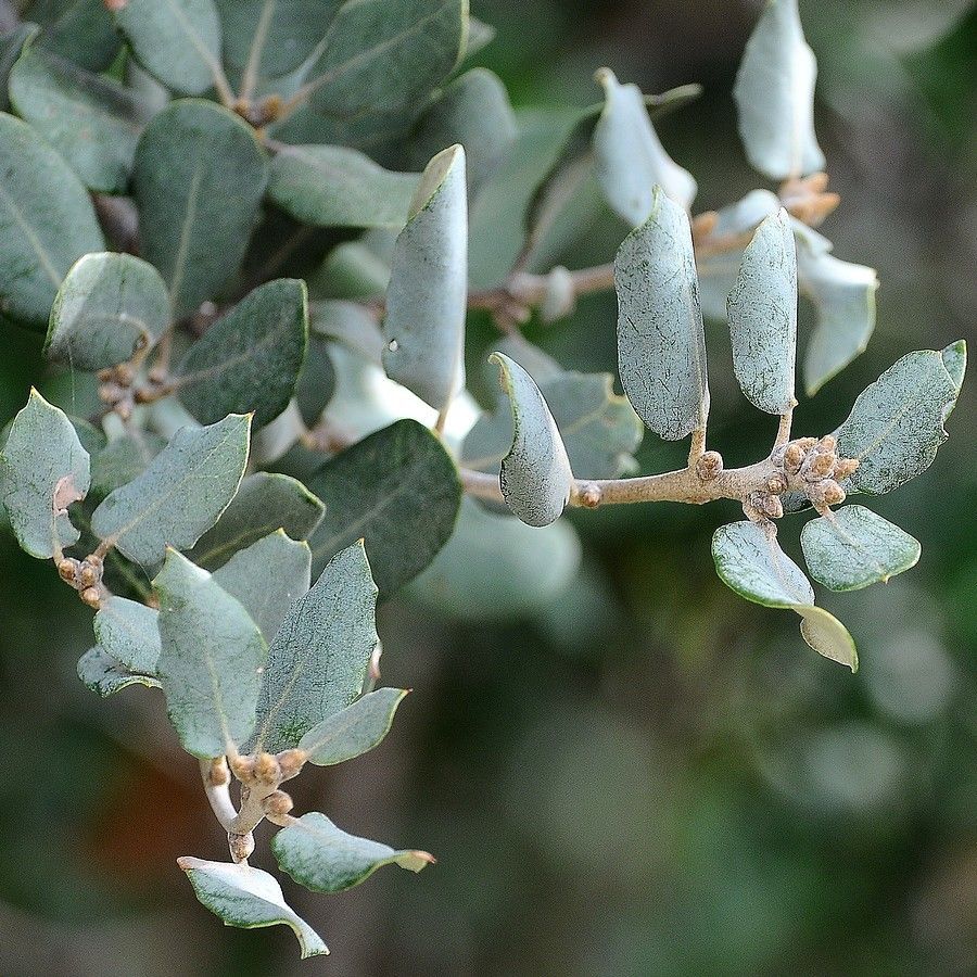 Quercus turbinella fruit