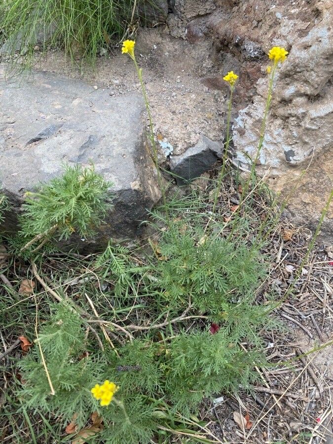 Descurainia athrocarpa — related species from the same genus