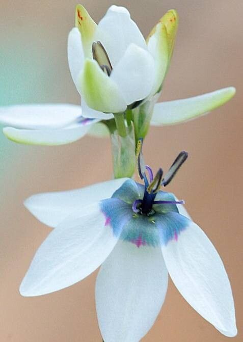 Ixia monadelpha — related species from the same genus