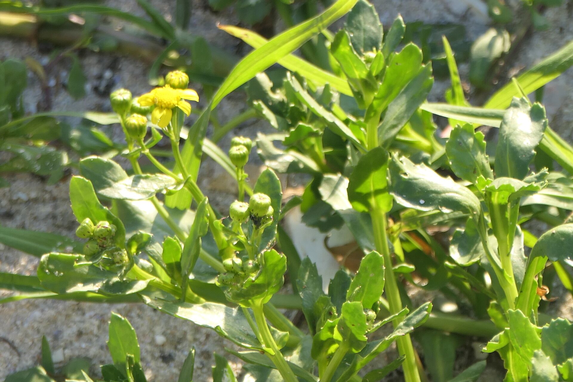 Senecio littoreus flower