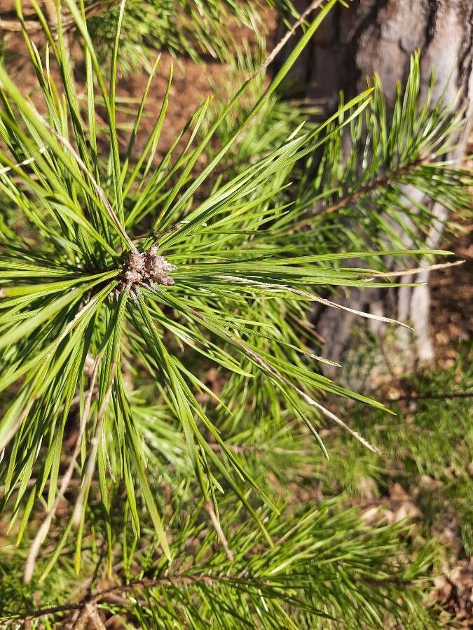 Pinus clausa leaf