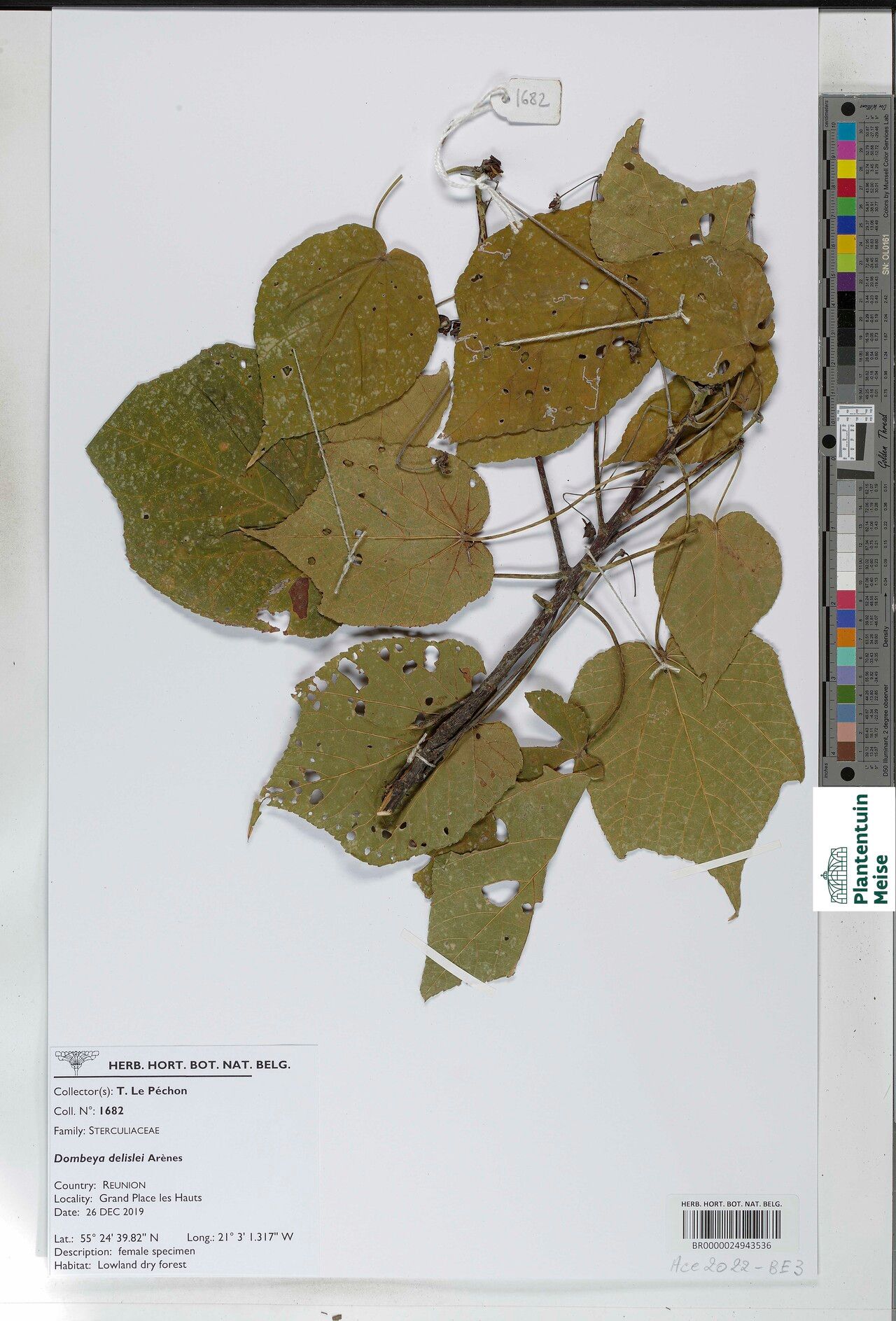 Dombeya delislei — search result for 'Dombeya'