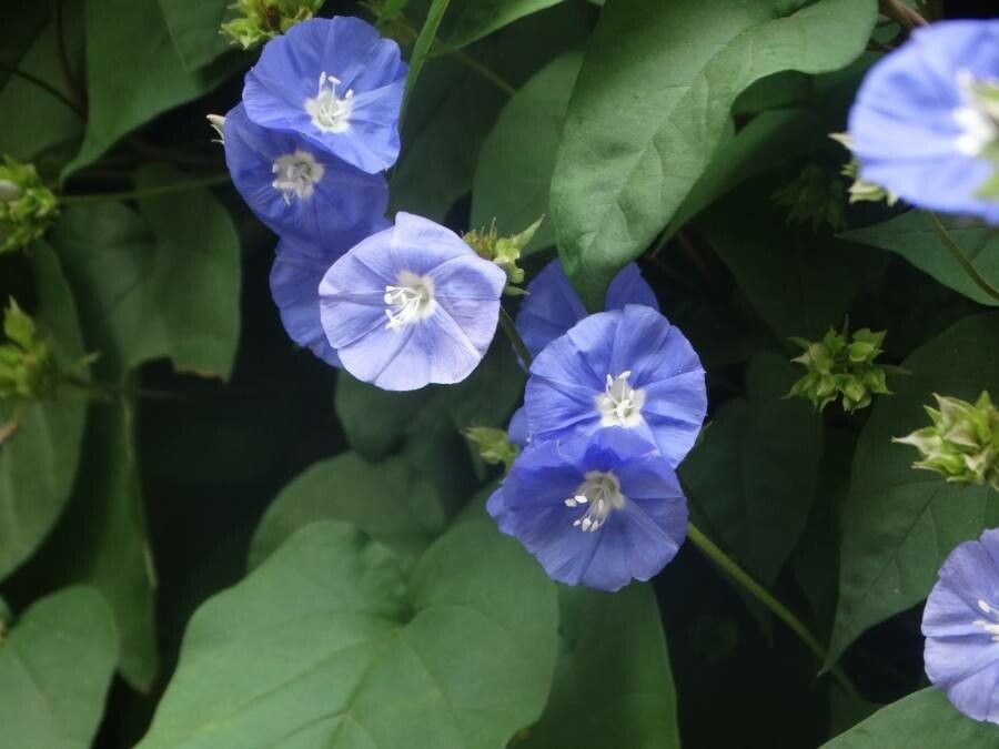 Jacquemontia pentanthos flower