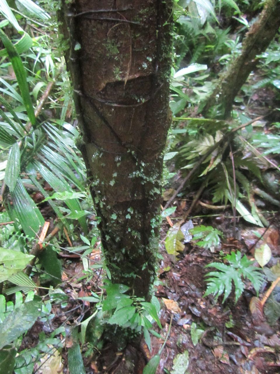 Ocotea laetevirens bark