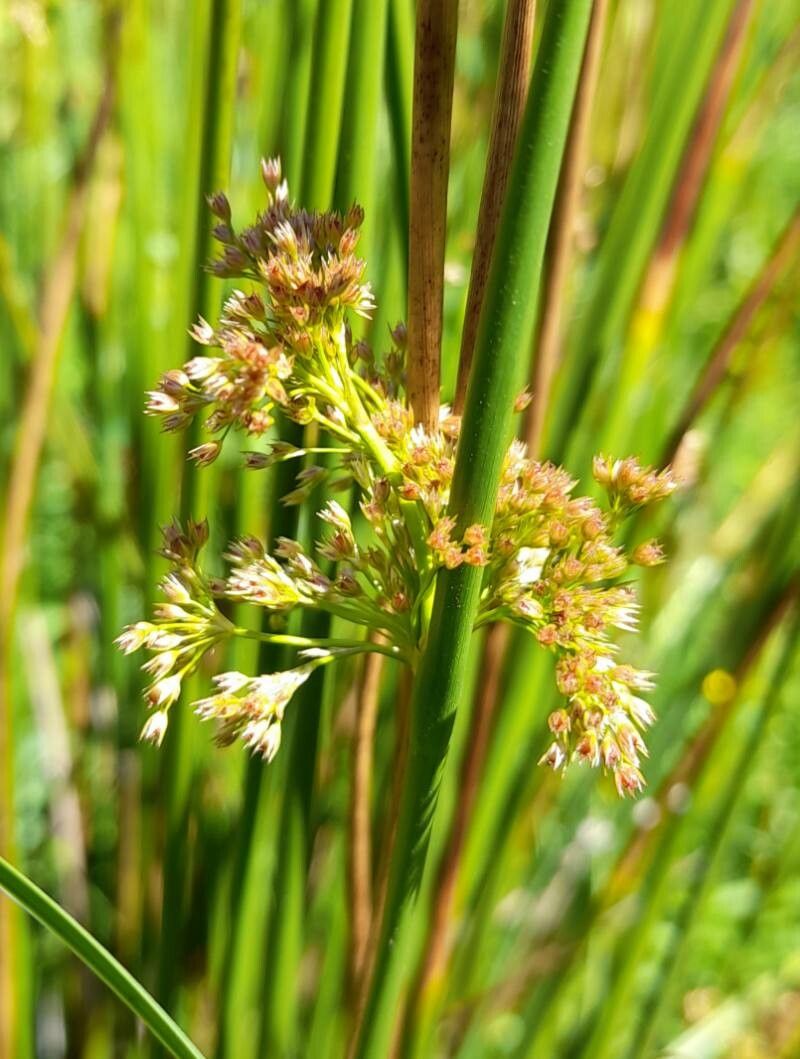 Juncus procerus — search result for 'Juncus'
