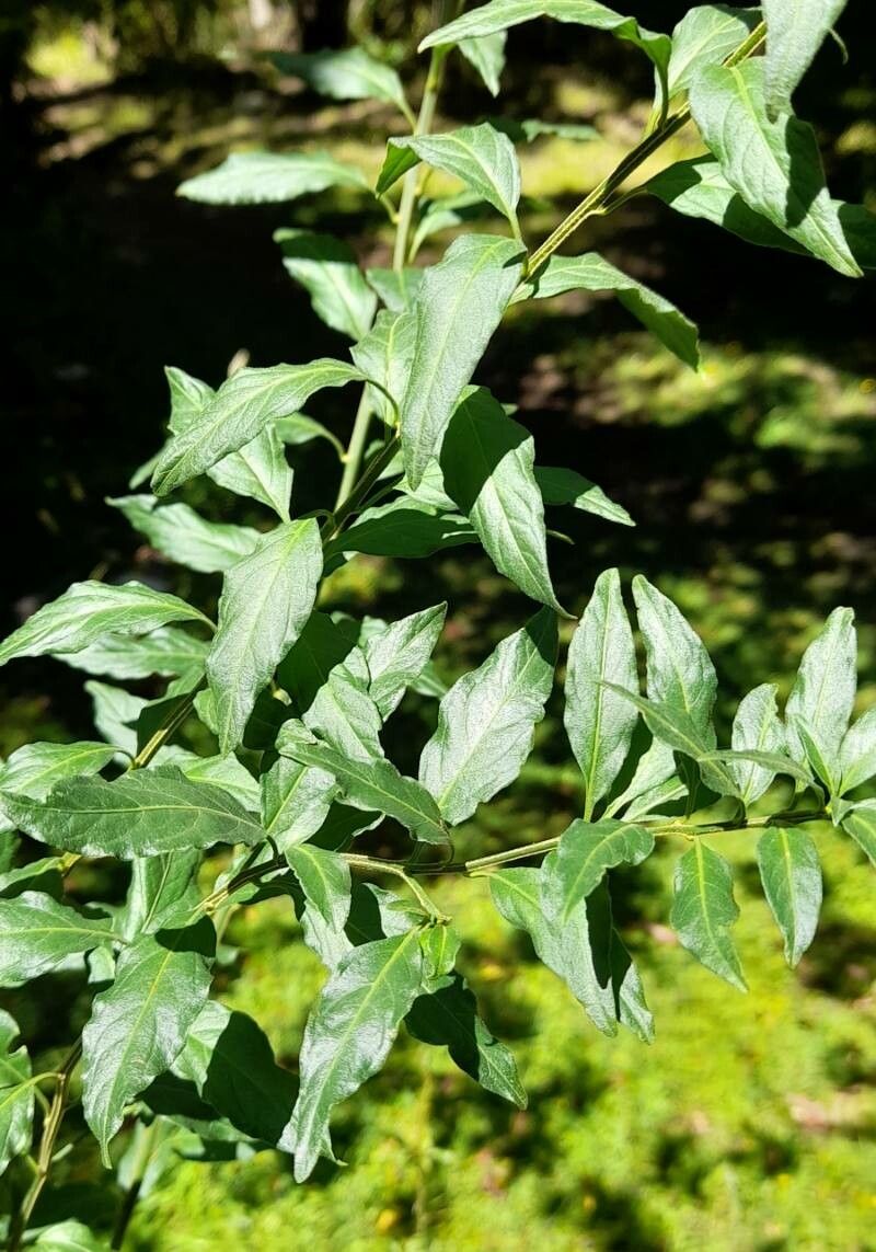 Solanum valdiviense leaf