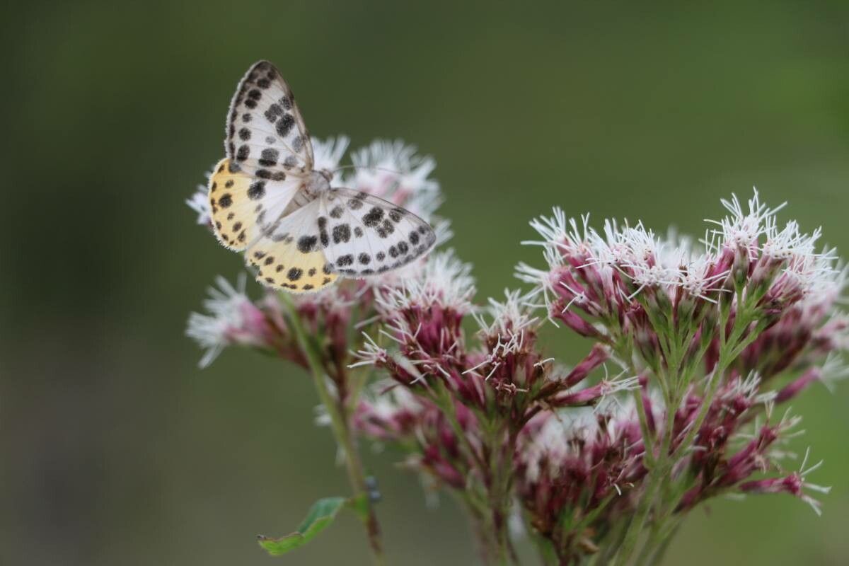 Eupatorium glehnii — search result for 'Eupatorium'