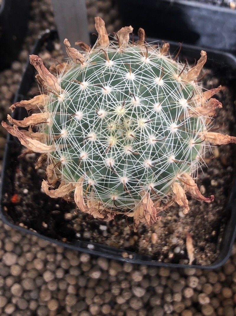 Mammillaria boolii — search result for 'Echinocereus'