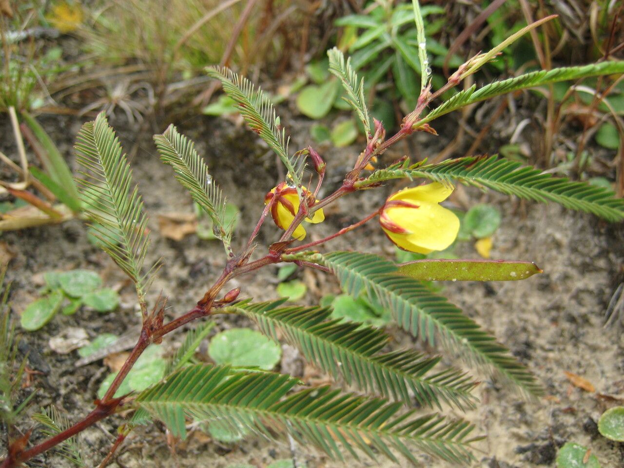 Chamaecrista flexuosa leaf