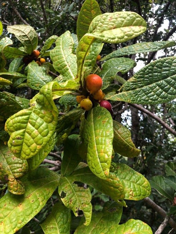 Ficus pancheriana fruit