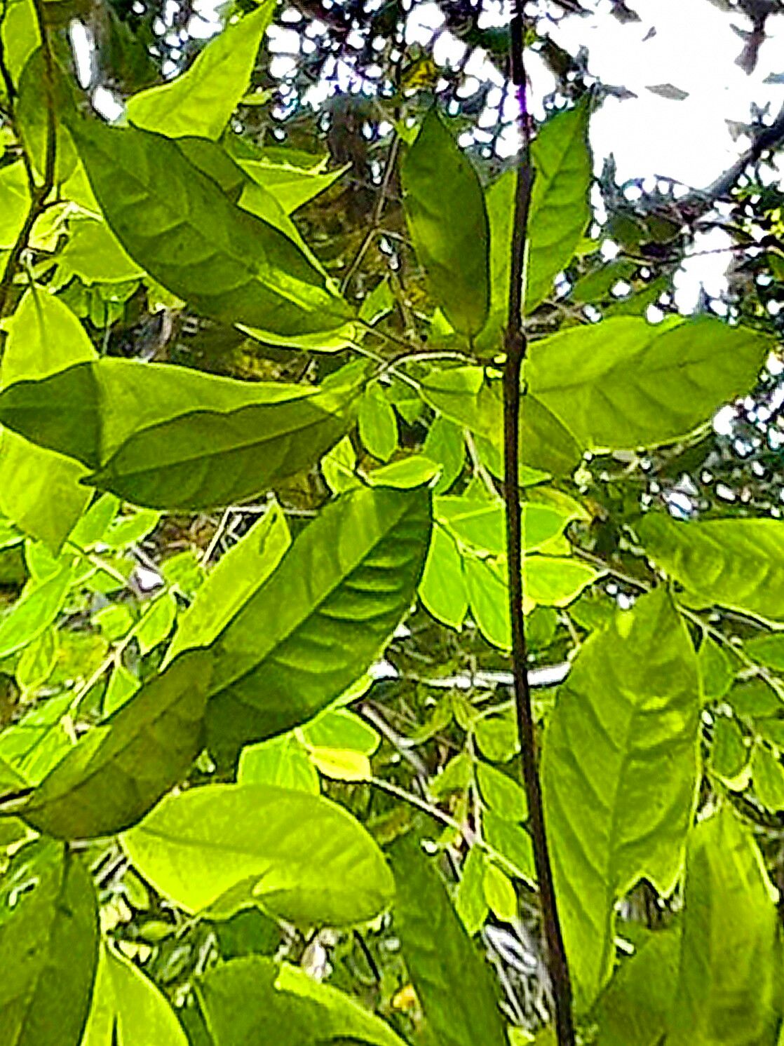 Fontainea picrosperma — related species from the same genus