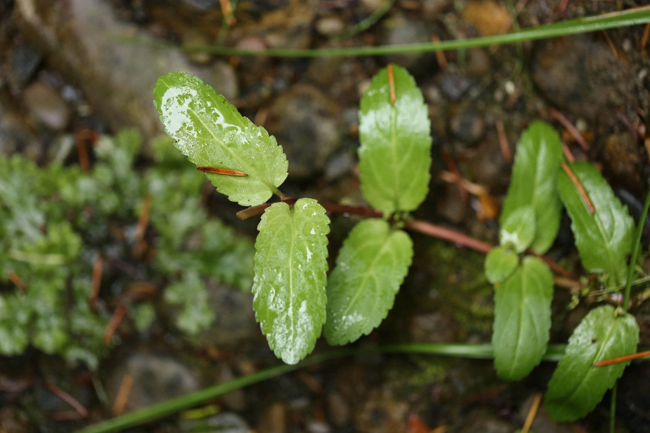 Veronica americana bark